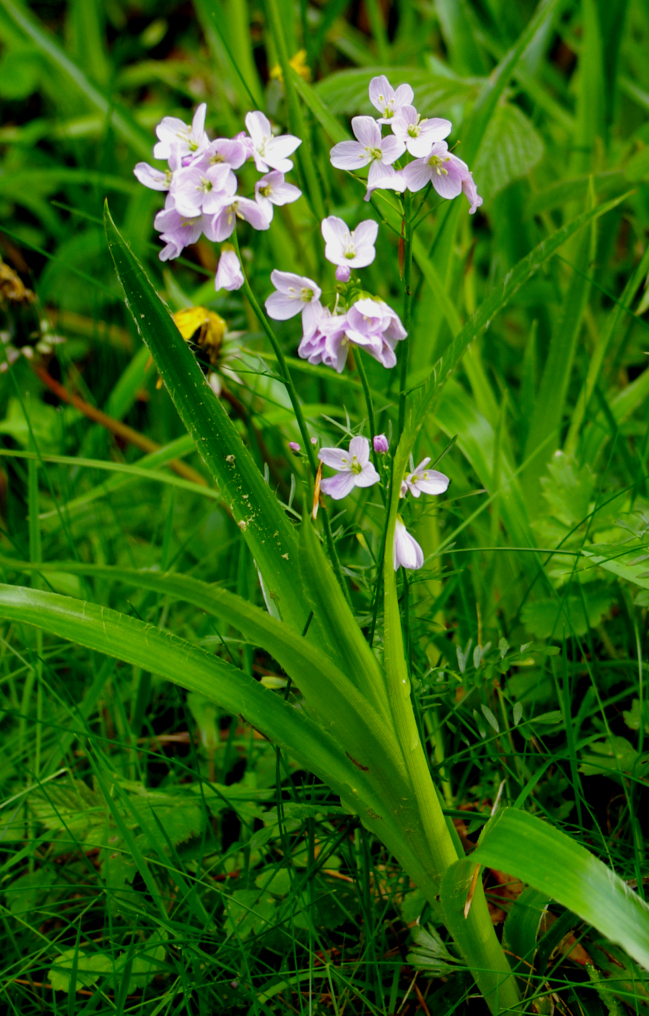 fleurs de montagne