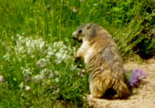 marmotte photographiée au 300mm à 100 mètres