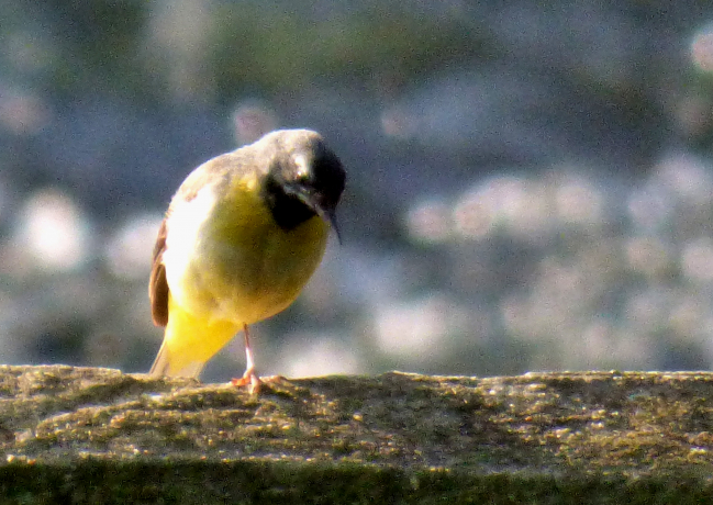 un oiseau au bord du gave d'Oloron