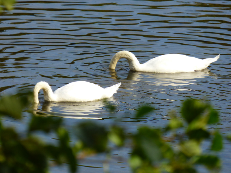 Cygnes sur la Semoy