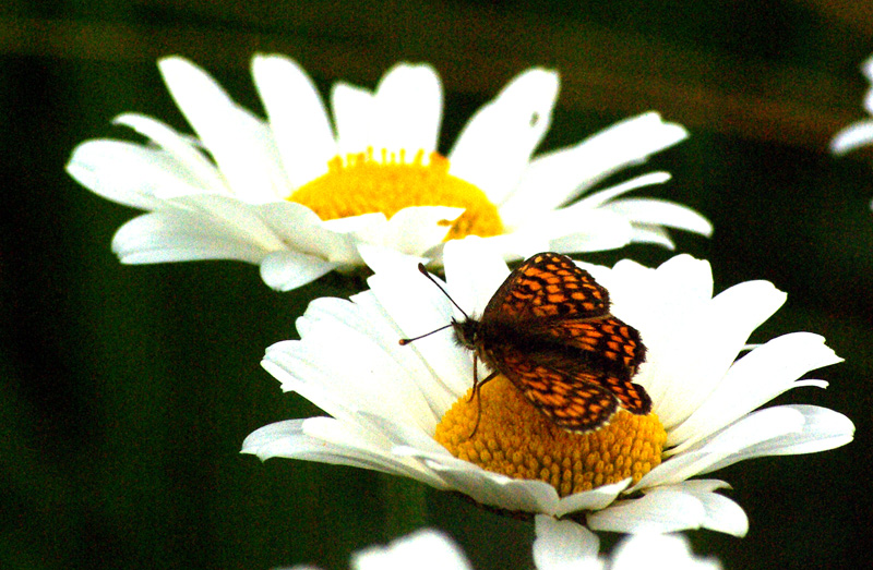 Papillon à la Salette