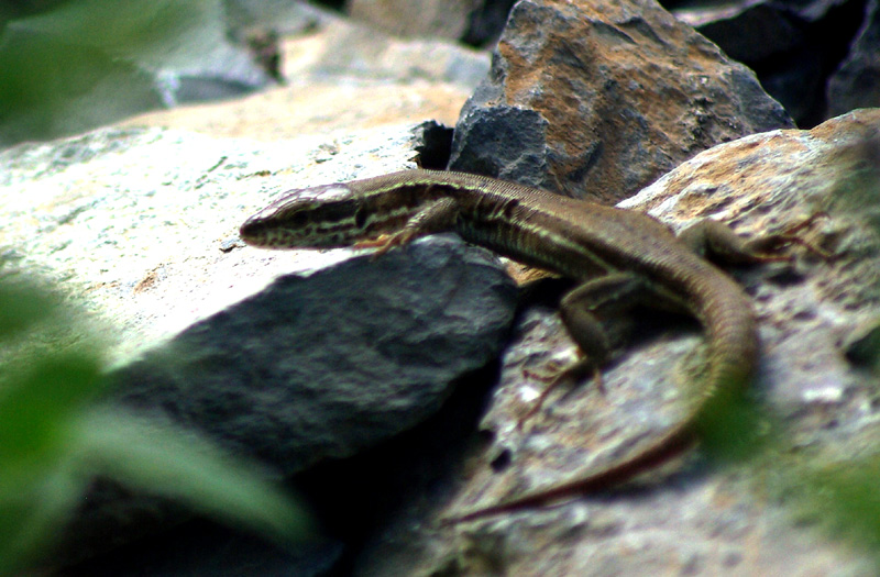 un joli lézard