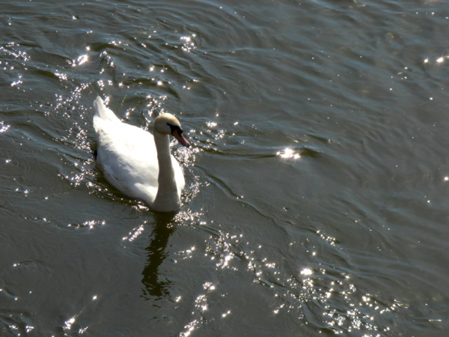 un cygne sur les étoiles