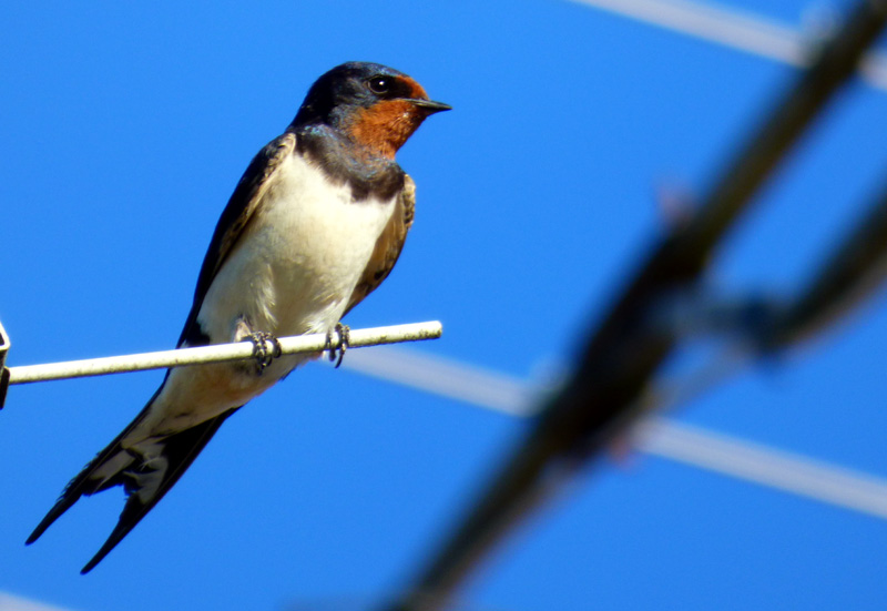 Hirondelle ardennaise