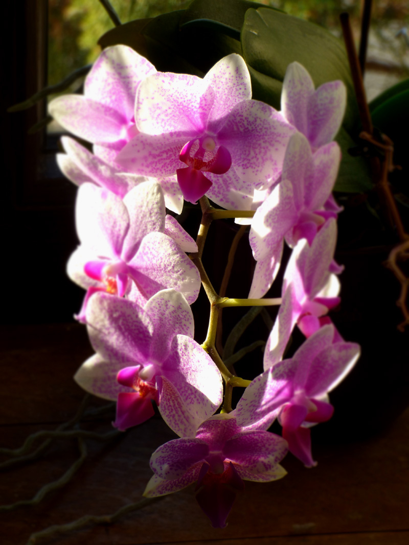 Orchidées