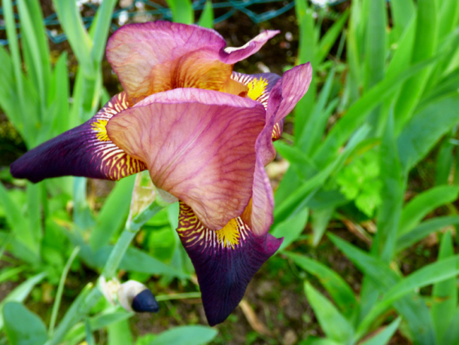 un joli Iris