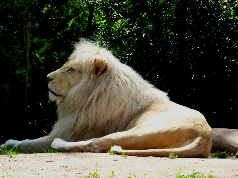 le roi Lion