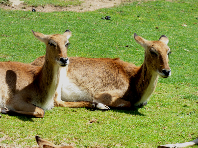 duo de Gazelles
