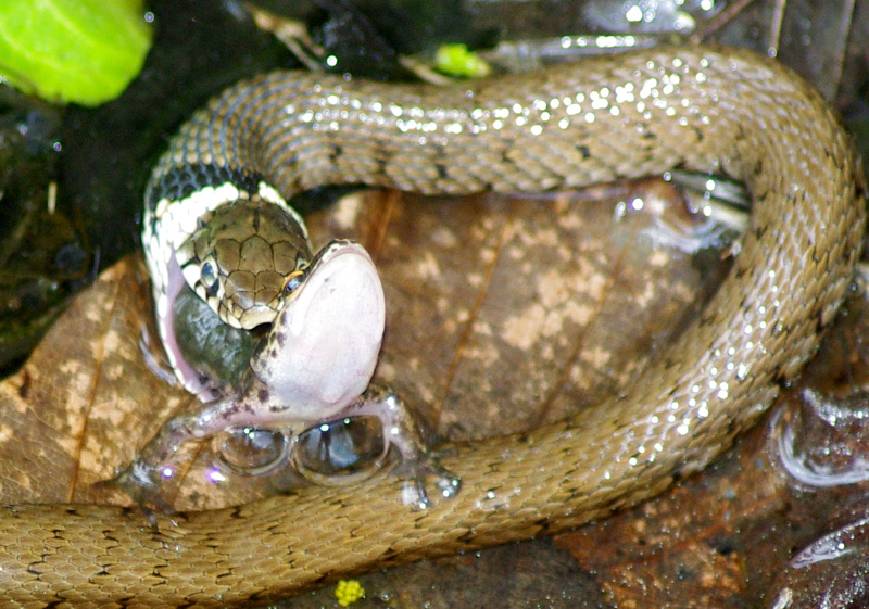 La grenouille mangée par le serpent