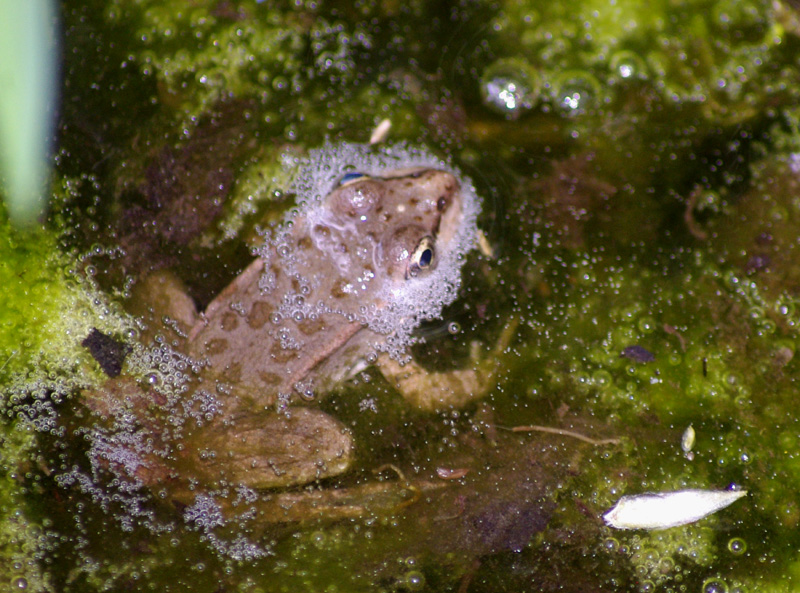 Une jeune grenouille