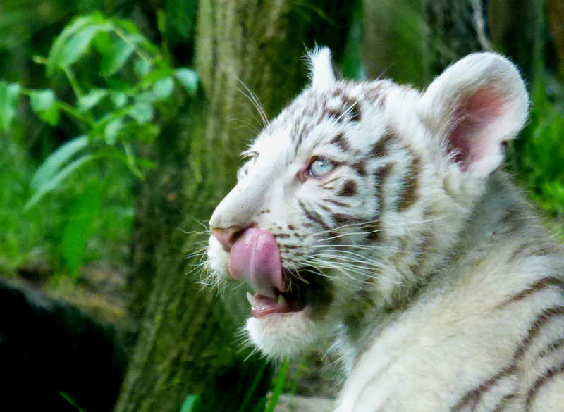 Un jeune tigre