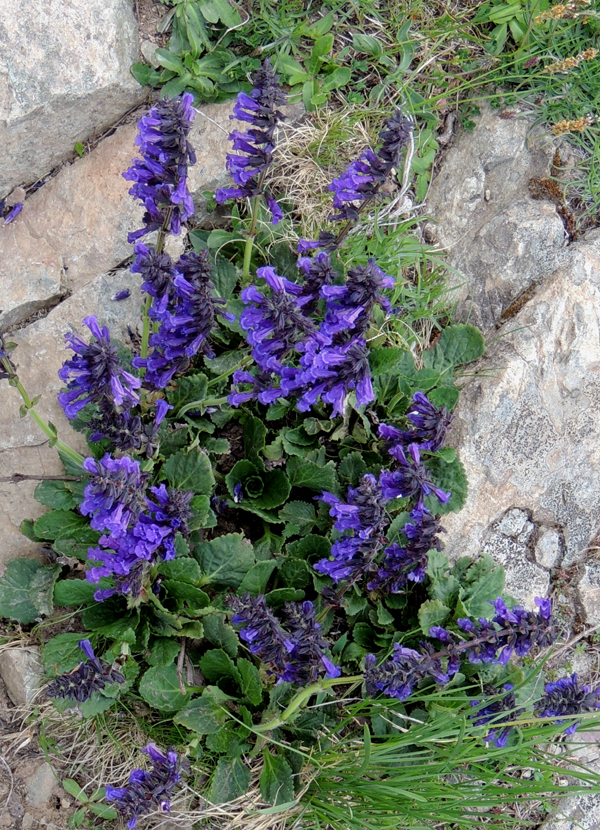 Fleurs de montagne aux lacs d'Aydious