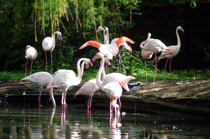 Jolis flamands roses