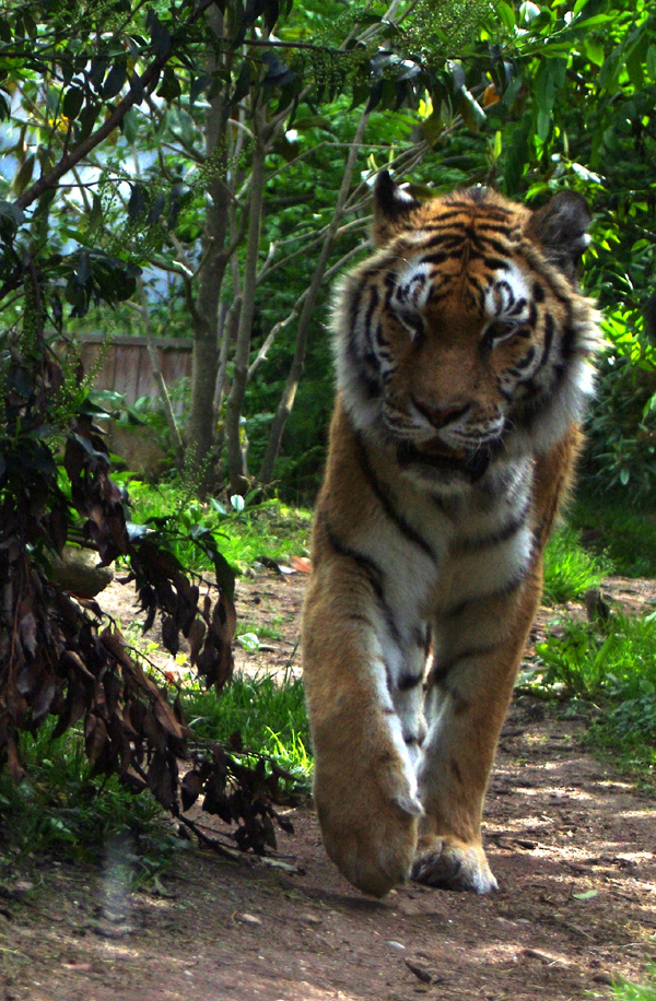 rencontre avec un tigre