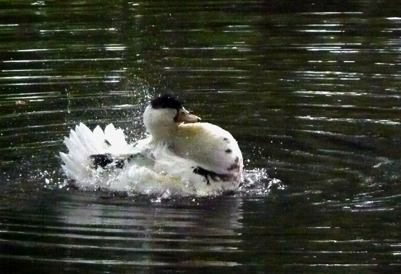 La toilette du canard