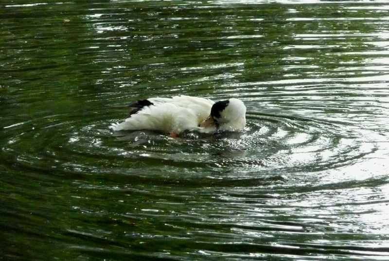 la toilette du canard