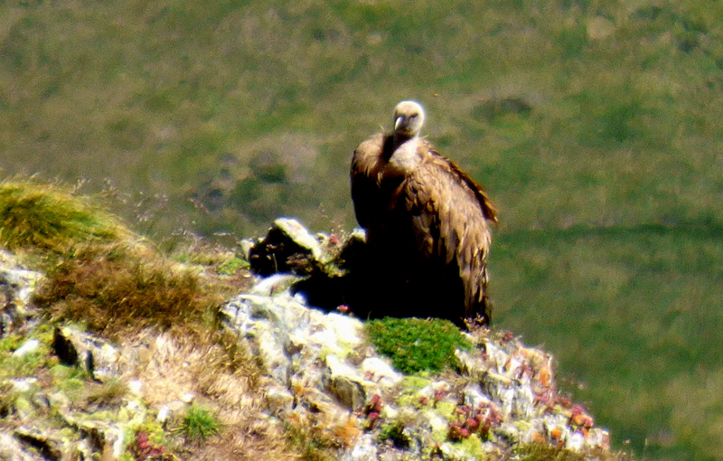 Un vautour sur les rochers. Photos prise depuis le Pic du Midi de Bigore.avec un Lumic60 zoom 20-1200 Vautour à plus de 100 mètres