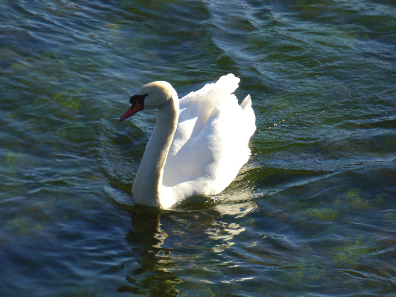 Cygne sur la Semois dans les Ardennes