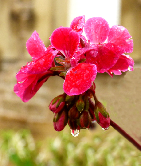 Fleurs de géranium sous la pluie
