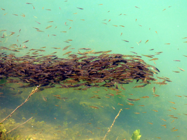 un banc de poisson au lac de Bious-Artigues