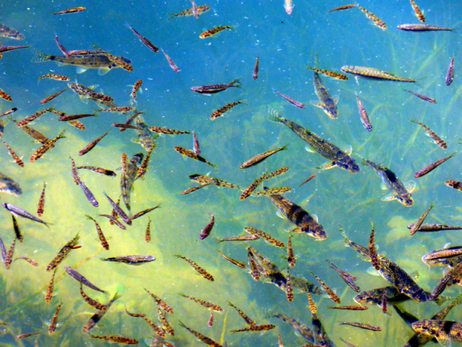 Une partie d'un banc de poisson au lac de Bious-Artigues