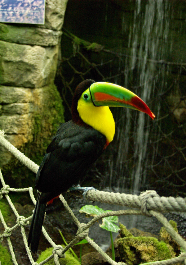 Toucan au zoo d'Amnéville