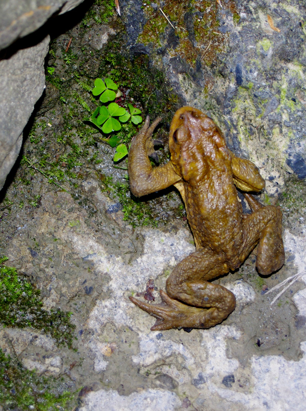 Une grenouille dans les gorges de Kakueta (Pyrénées)