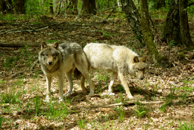 loups des Ardennes