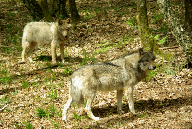 loups des Ardennes