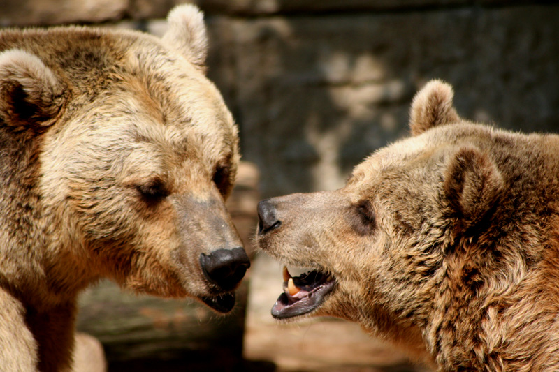 Face à face d'ours