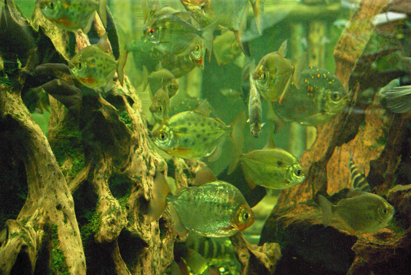 aquarium d'amnéville