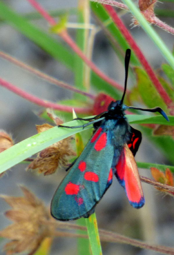 Papillon du Vercors