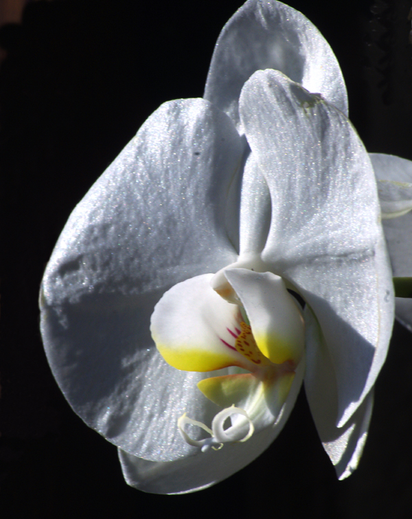 une jolie fleur d'orchidée