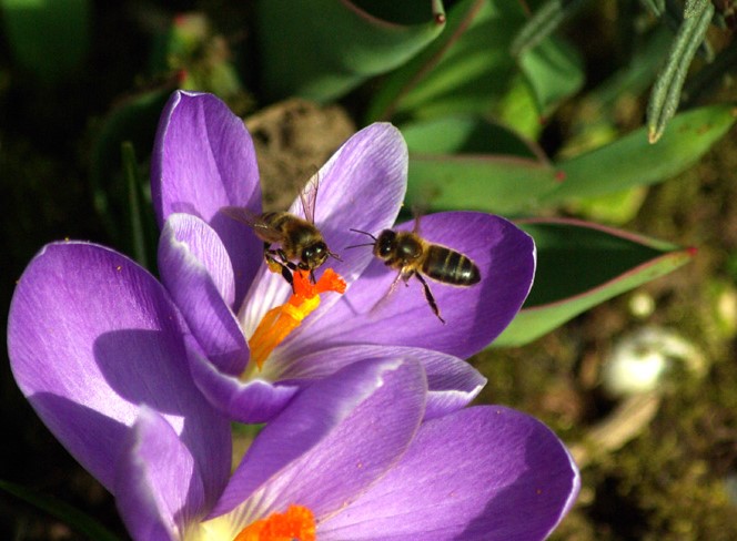 Duo d'abeilles