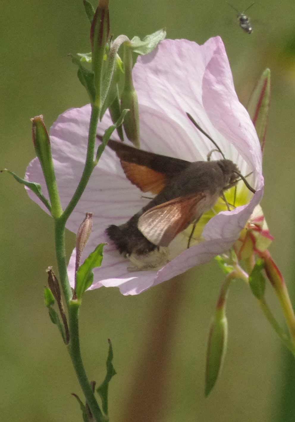 Papillon pompeur