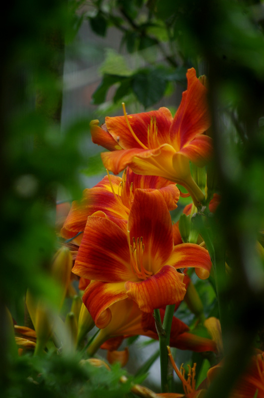 Bouquet de lys