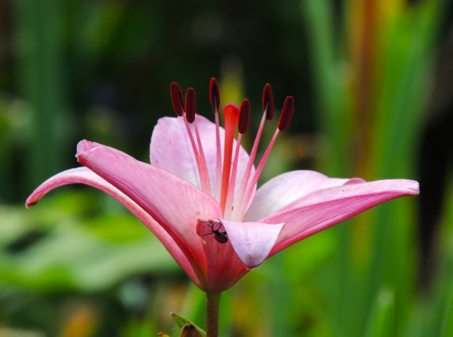 Petit scarabée sur fleur de lys