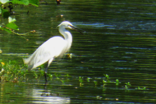 Aigrette au las de Christus à Saint Paul de Dax