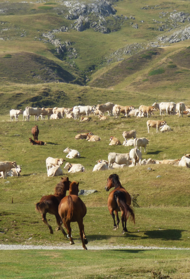 Chevaux en liberté au col du pourtalet