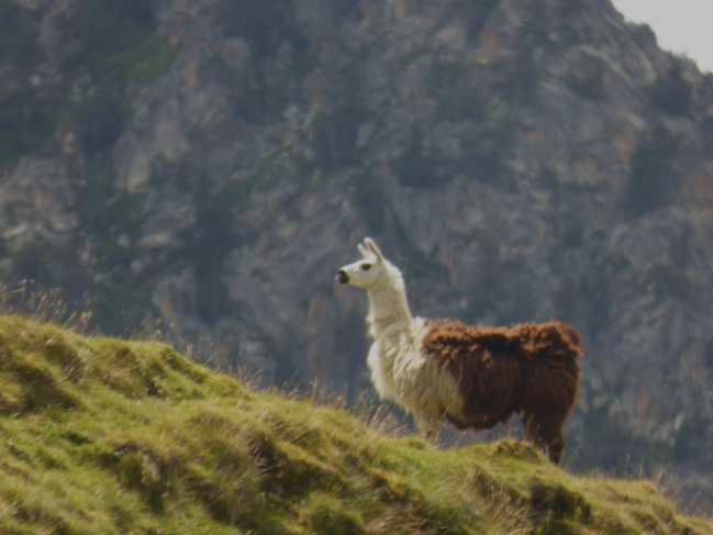 Un Lama au col du Tourmalet