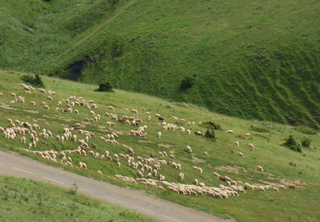 Mouton en libre pâturage dans le Vercors