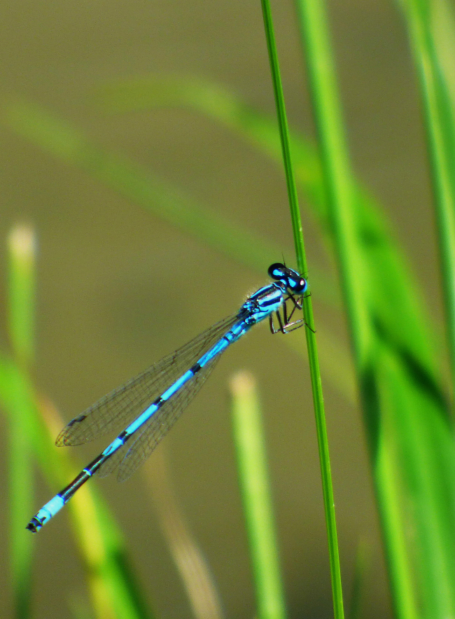 Libellule bleue