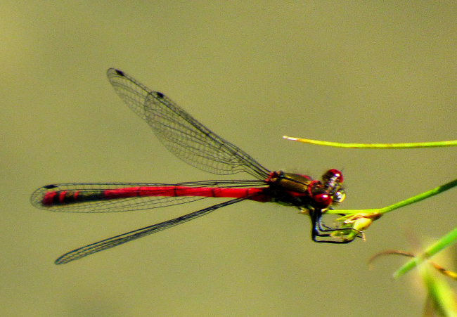 Libellule rouge