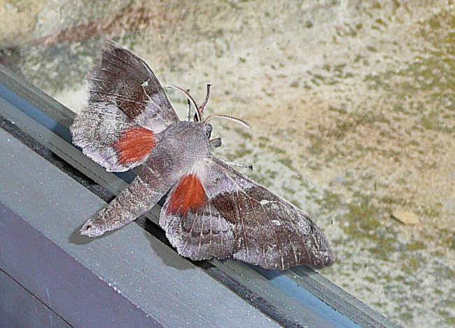 Papillon de nuit