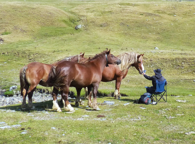 Un cheval qui veut lire