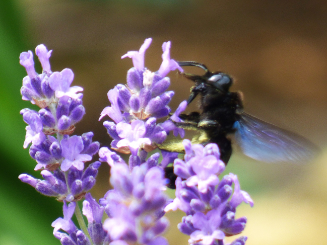 L'abeille et la lavande