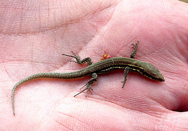 bébé lézard dans le creux d une main