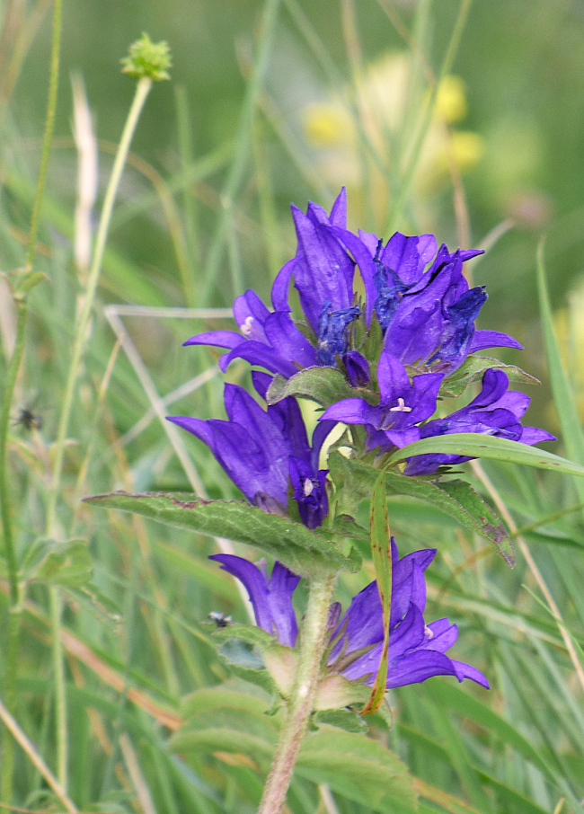 Quel est cette fleur ??