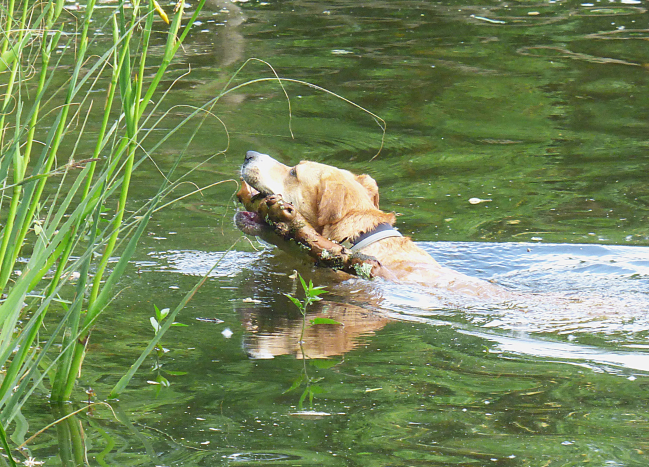 Un chien pécheur à Dax