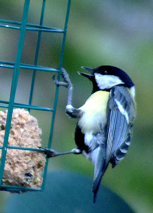 Mésange bleue